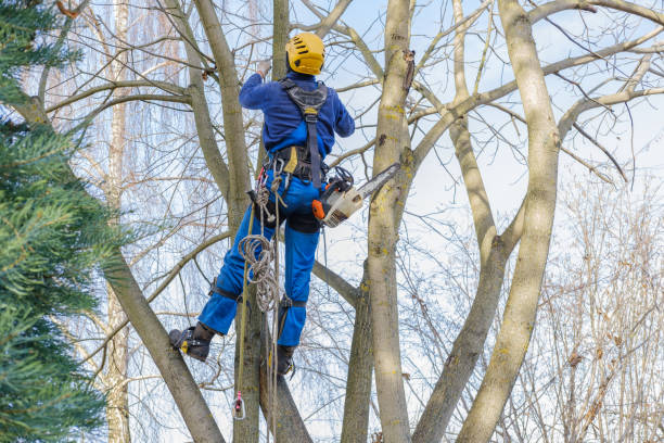 Best Tree and Shrub Care  in Red Bud, IL