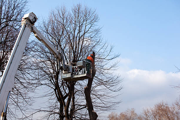 Best Tree Removal  in Red Bud, IL