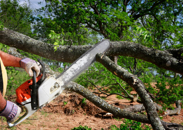 How Our Tree Care Process Works  in  Red Bud, IL