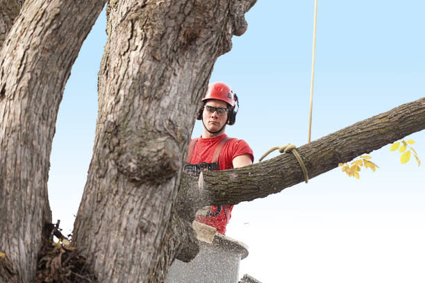 Best Emergency Tree Removal  in Red Bud, IL